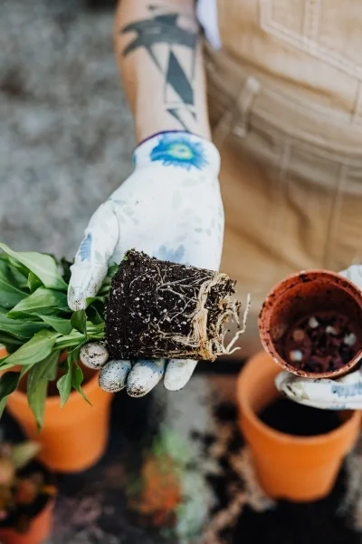 Person holding a small plant and small pot showing the roots