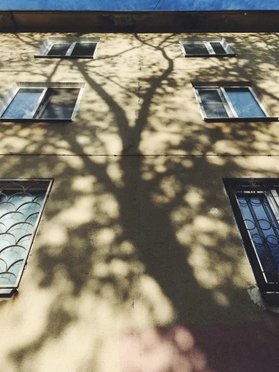 Shadow of a tree, trunk, and branches on a building