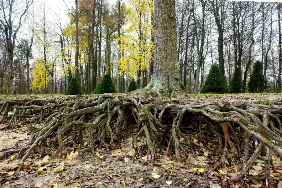 Cross sectional view of a tree and it's root system