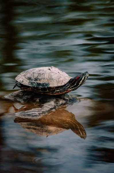 Turtle poking head out of shell on a rock in a pond