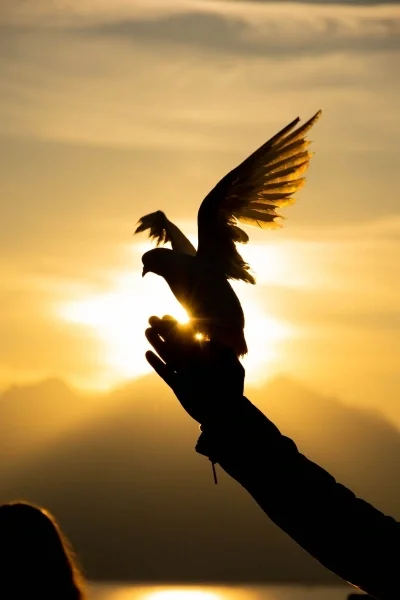 Silhouette of dove taking flight from hand at sunset