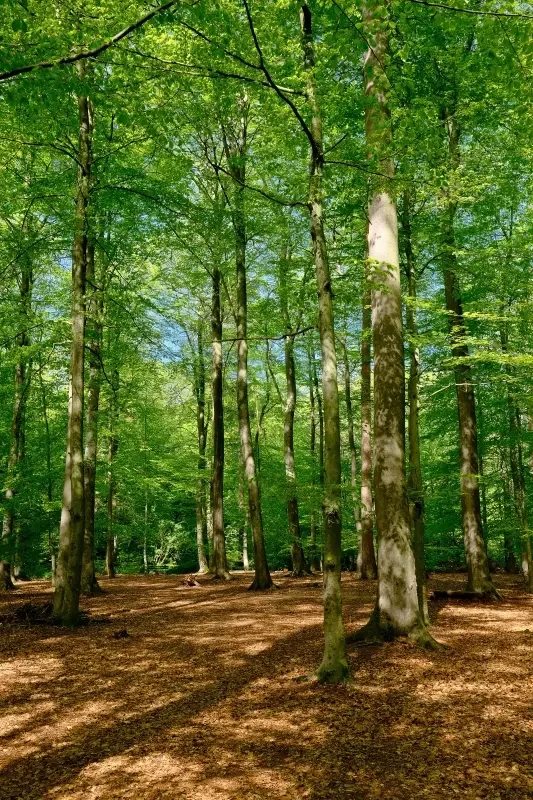 Green forest with clear ground cover