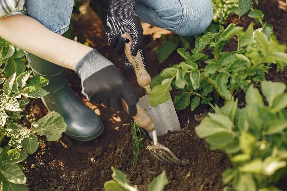 Closeup of person digging in a garden with spade