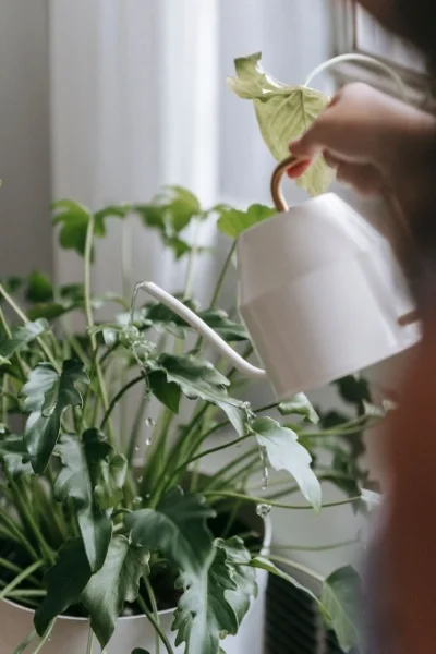 Close up of person watering an indoor plant with a tea kettle pot