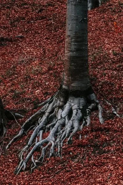 Tree roots surrounded by red leaves on the ground