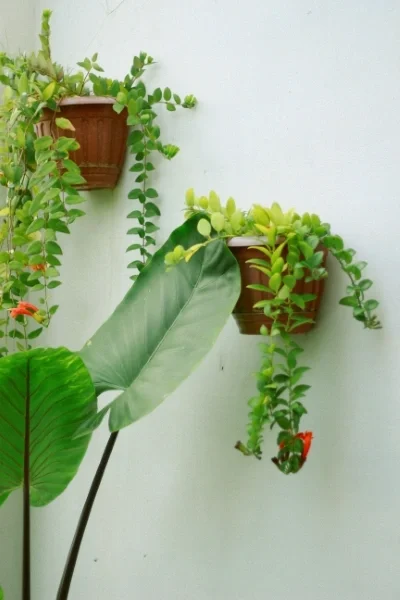 Bright green plants in pots on a white wall