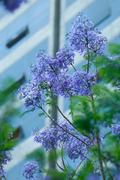 Purple flowers growing on tree in urban environment
