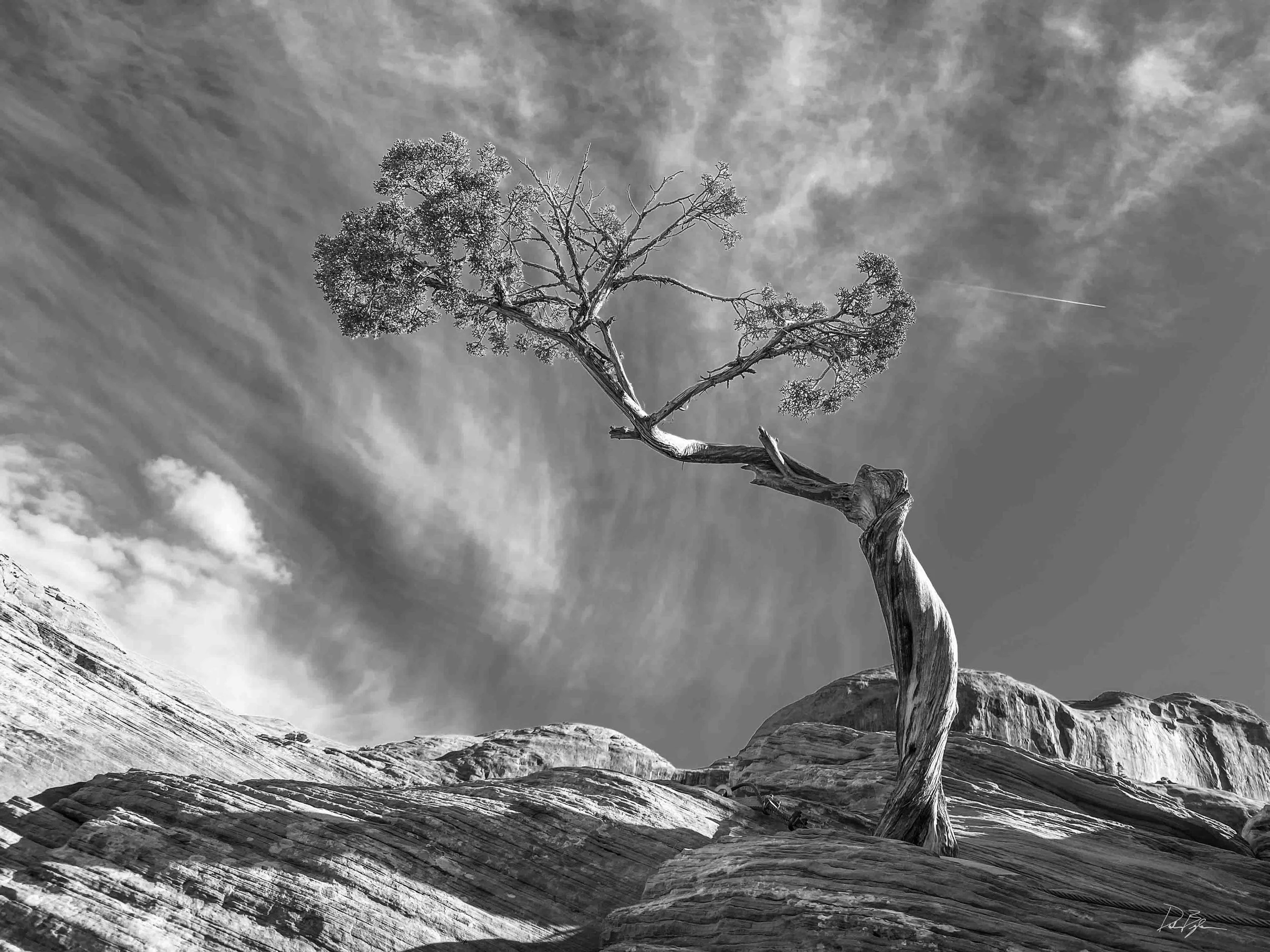 A black-and-white photograph of a solitary, gnarled tree standing on rocky terrain under a cloudy sky, with a faint contrail streaking across the sky.
