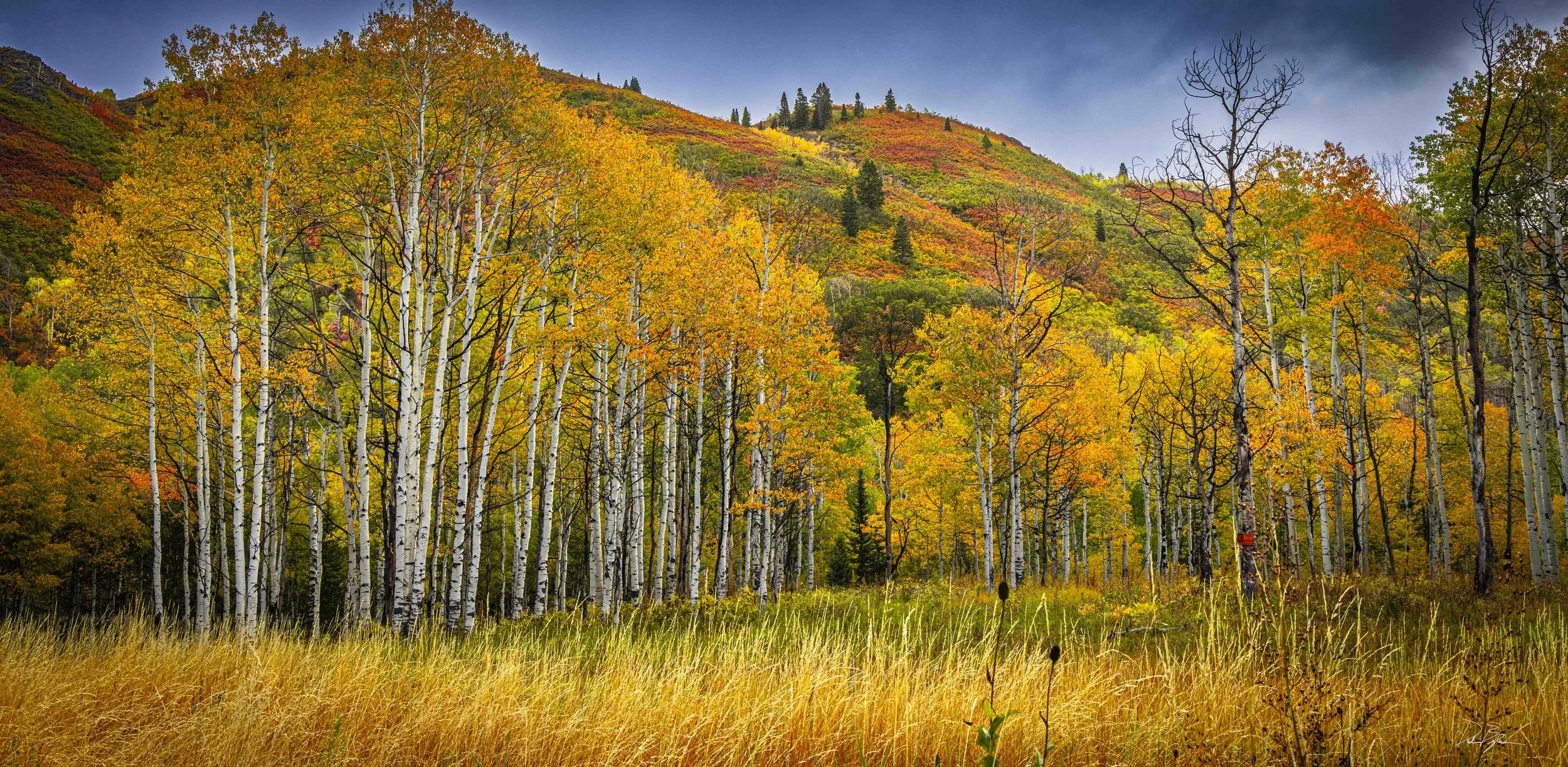 A scenic landscape of a forest with tall white-barked aspen trees in the foreground. The trees display bright yellow, orange, and green autumn leaves. A mountain with mixed fall foliage and coniferous trees is in the background under a partly cloudy sky.