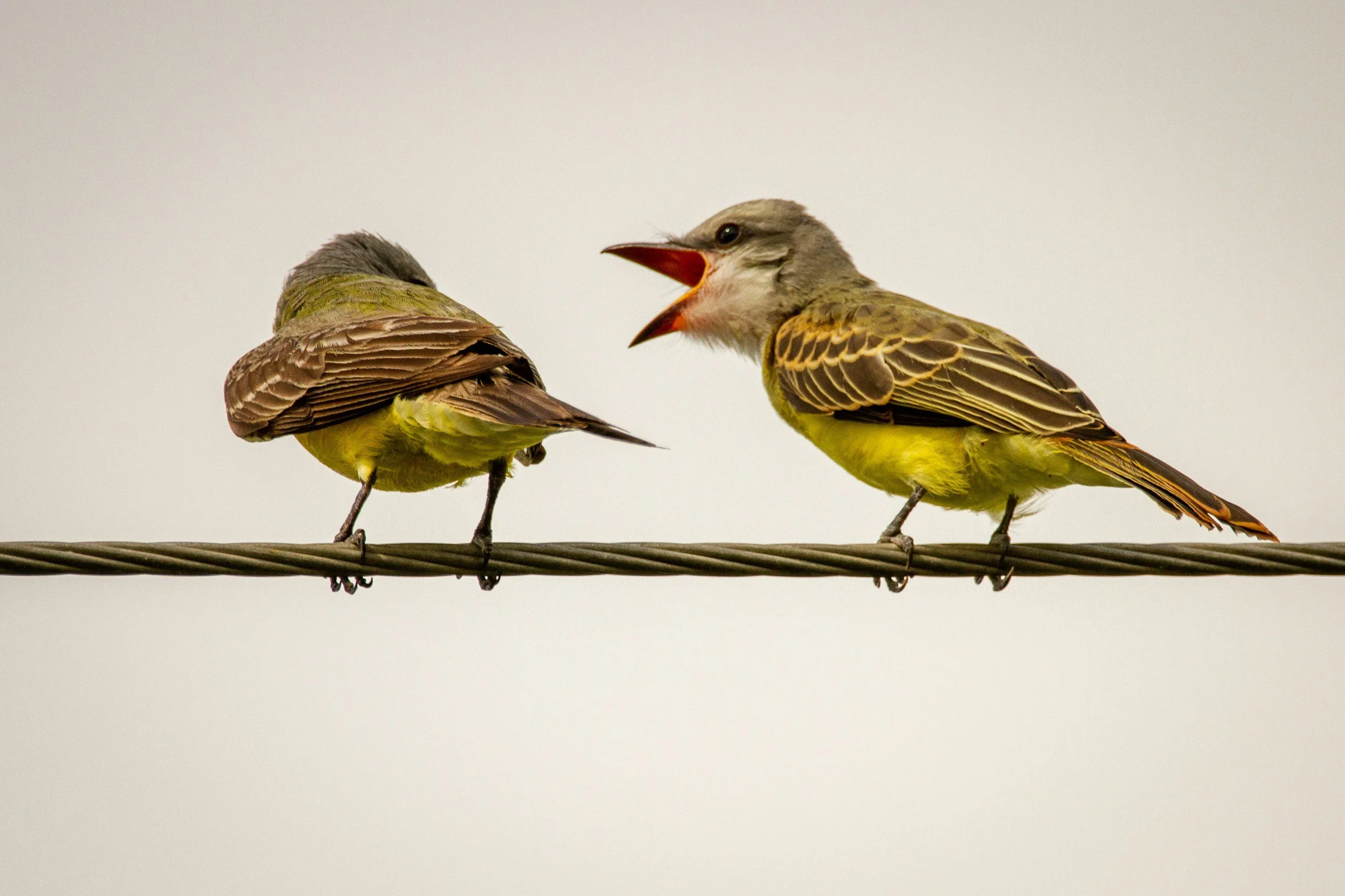 Deux oiseaux perchés sur une corde, l'oiseau de droite chante avec sa bouche ouverte, l'autre tourne la tête.