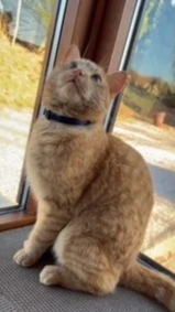 Jasper.png