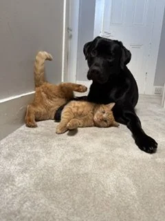 jasper and buster.jfif