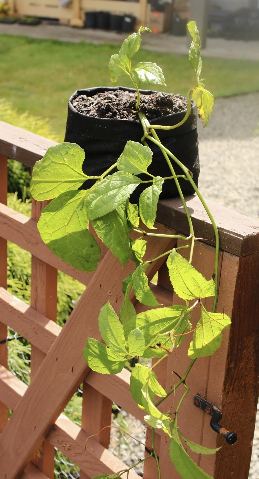 Ugu (Fluted Pumpkin)