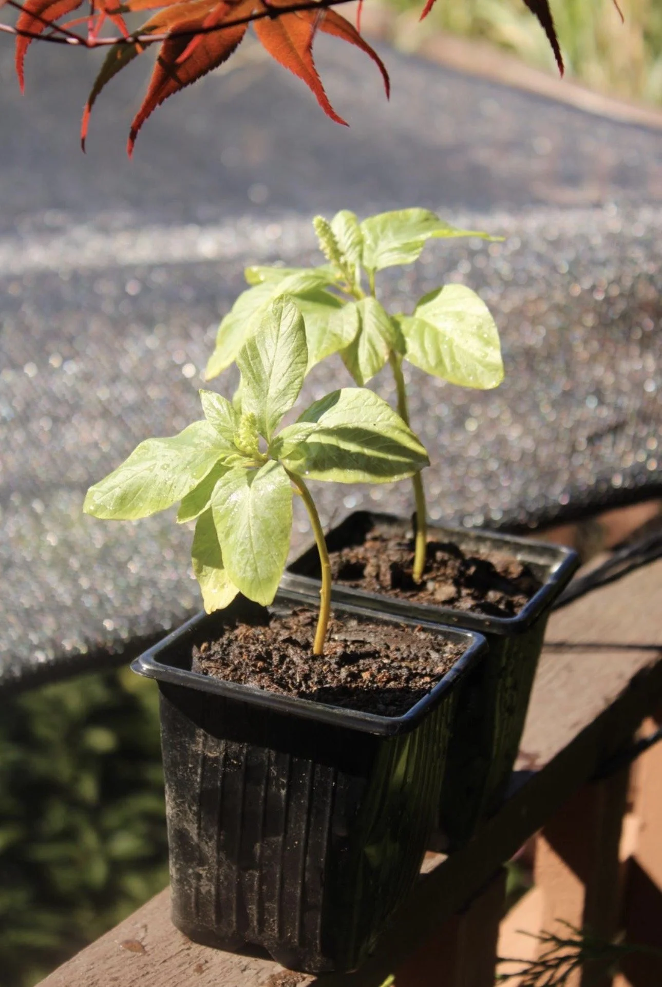 Green Amaranth (Efo Tete)