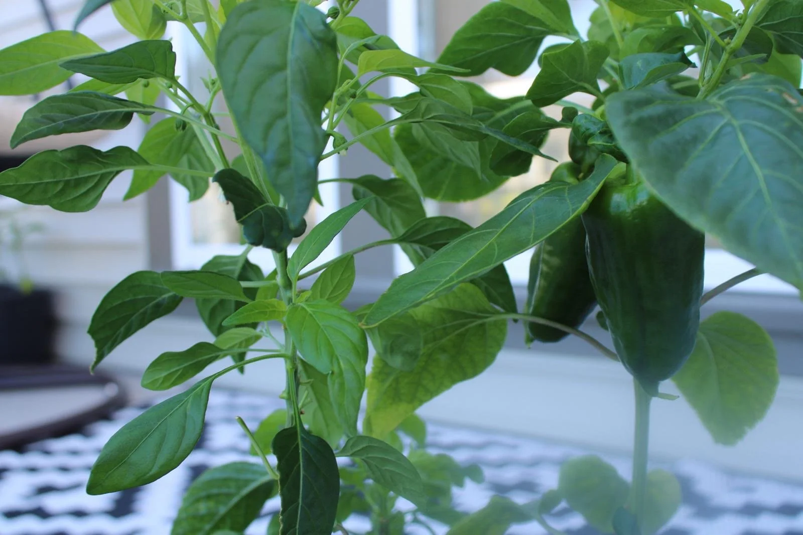 Bell Peppers (set of 3)