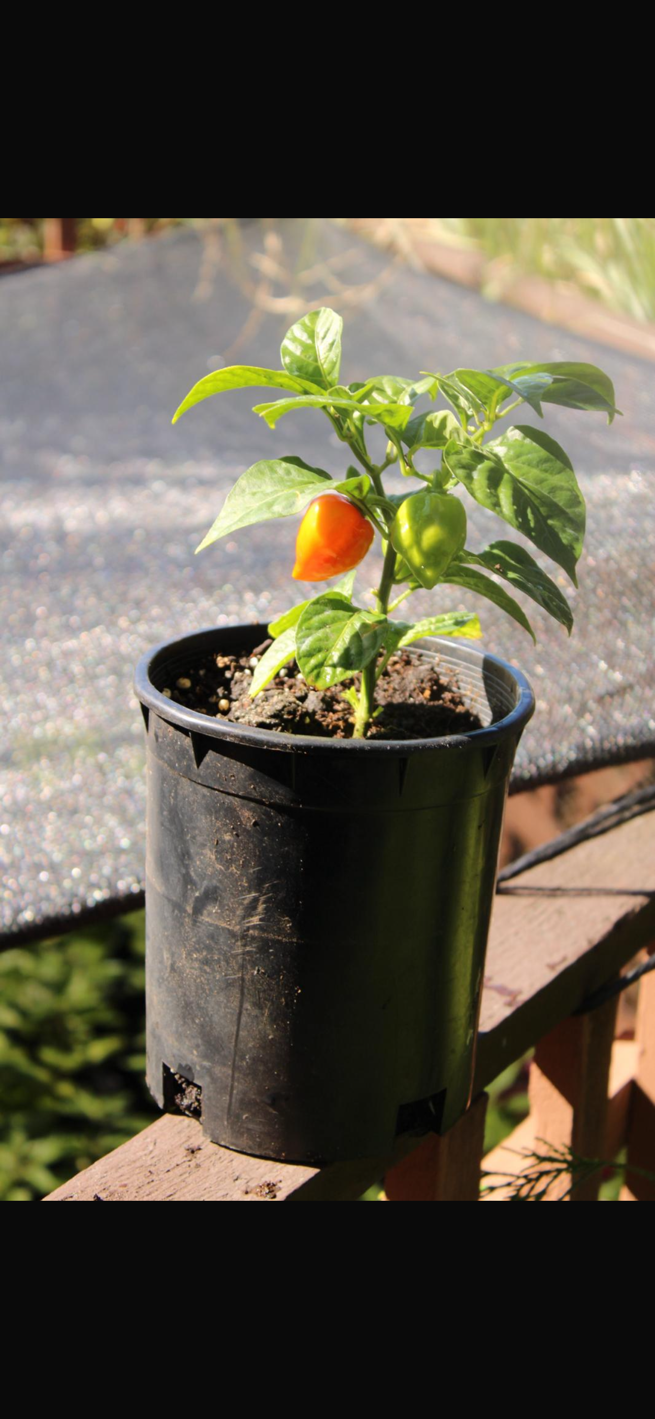 Habanero Peppers