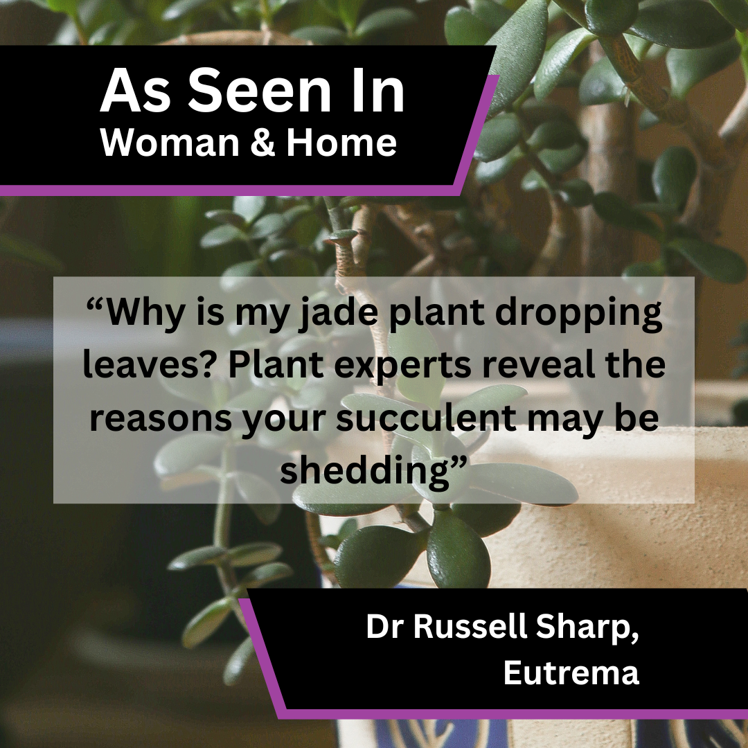 Dr Russell Sharp of Eutrema on jade plants dropping leaves in Woman & Home