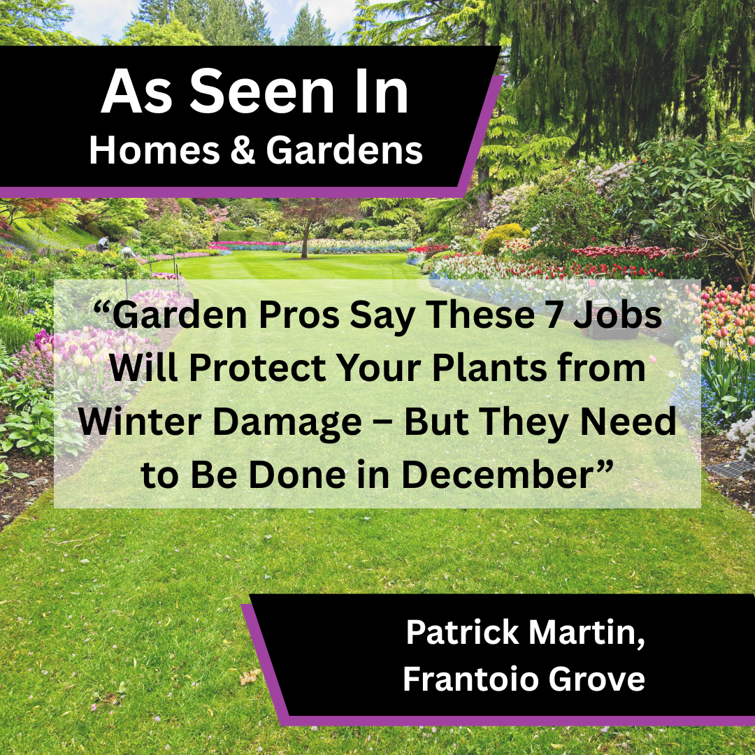 Patrick Martin of Frantoio Grove on December overwintering jobs in Homes & Gardens