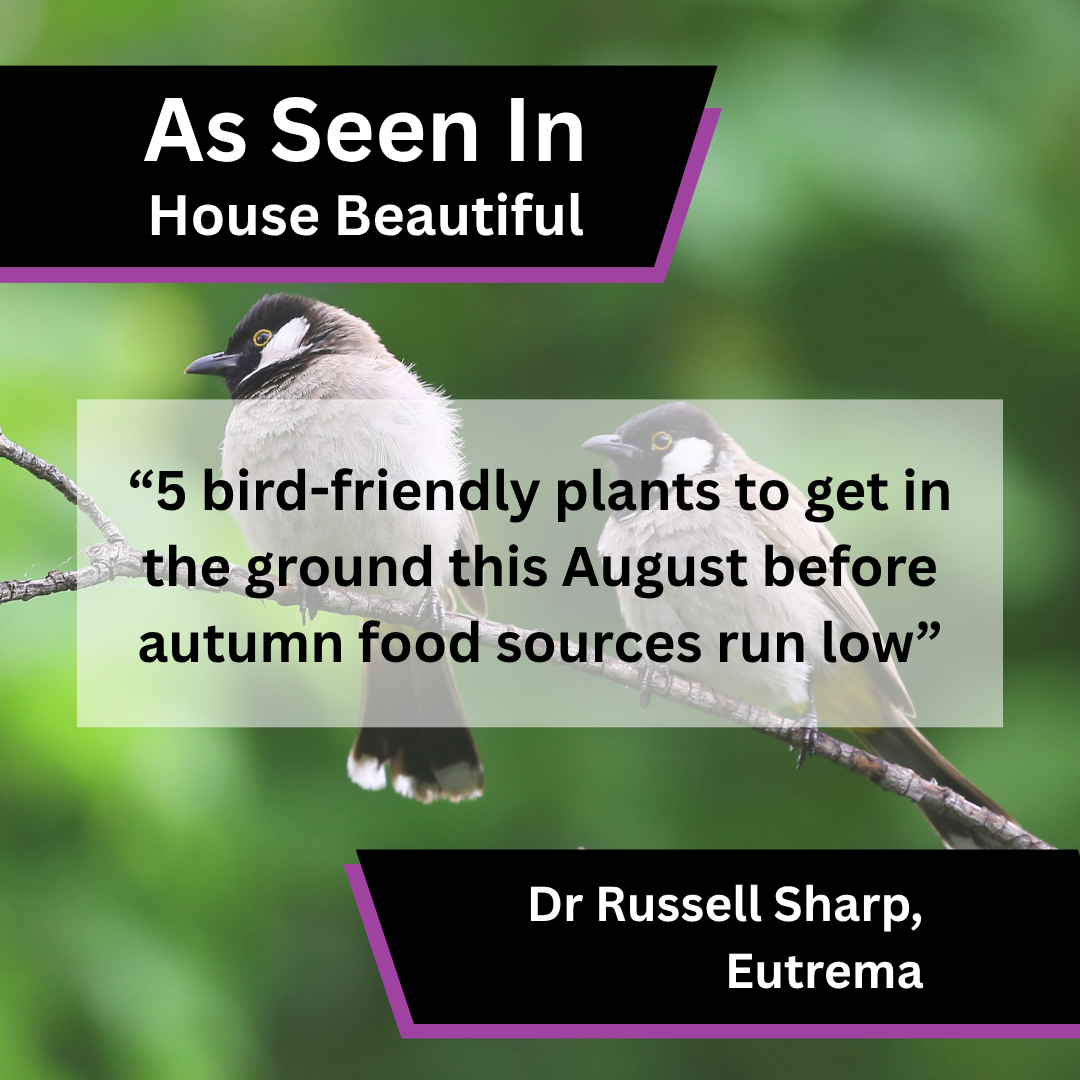 Dr Russell Sharp of Eutrema contributed expert commentary to House Beautiful on bird-friendly plants to grow in August
