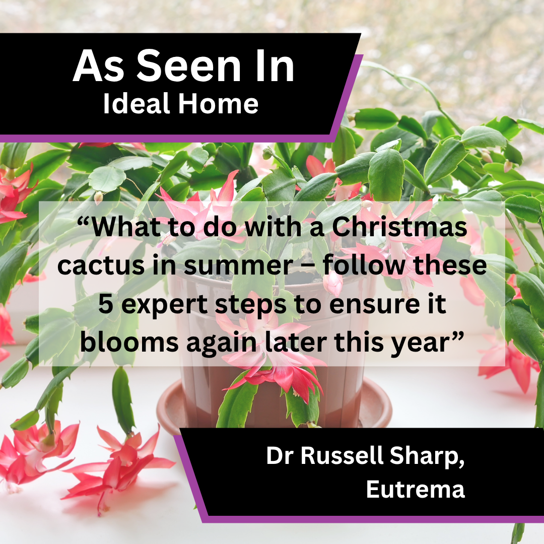 Dr Russell Sharp of Eutrema contributed expert commentary to Ideal Home on caring for a Christmas cactus in summer