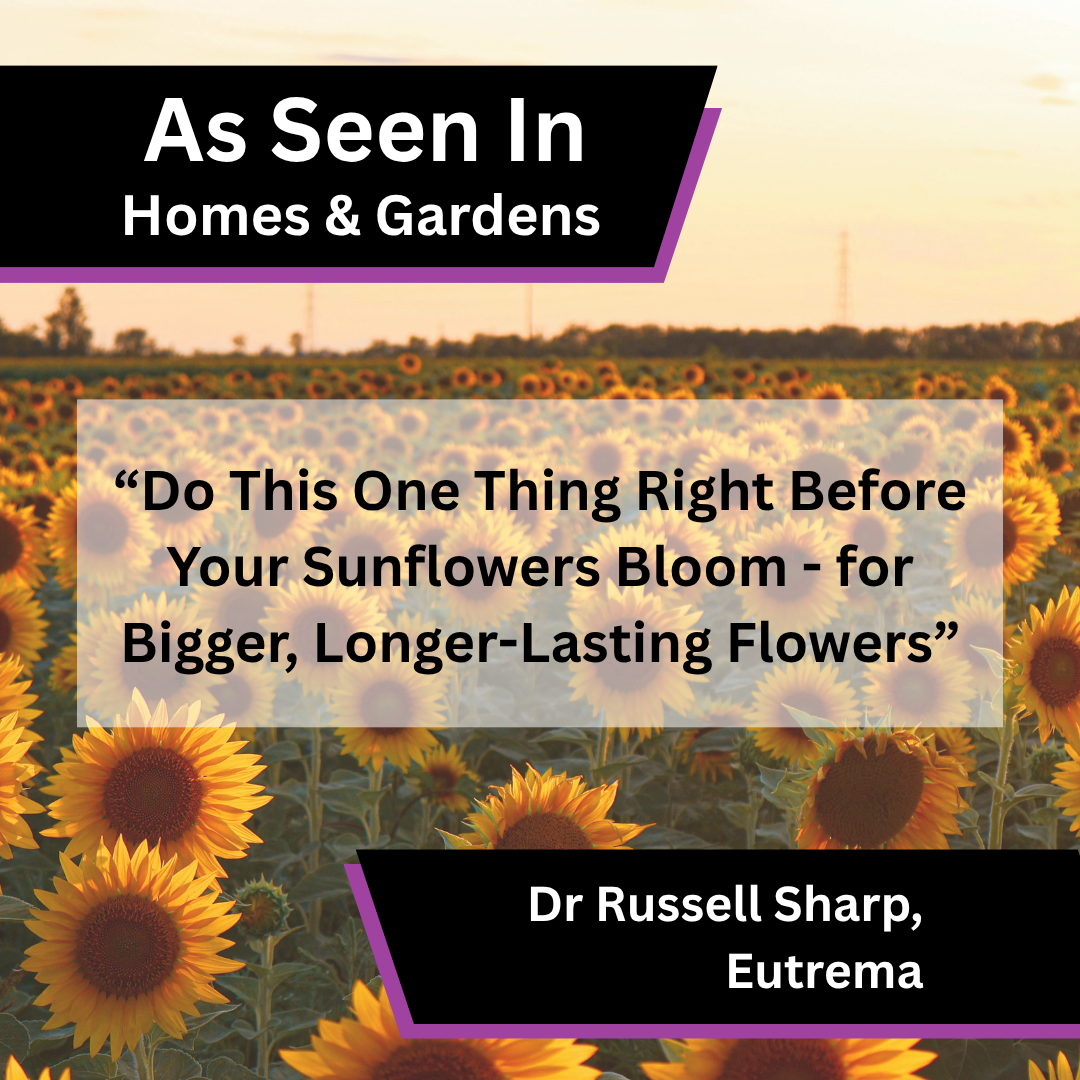 Dr Russell Sharp of Eutrema contributed expert commentary on fertilising sunflowers in summer to Homes & Gardens.