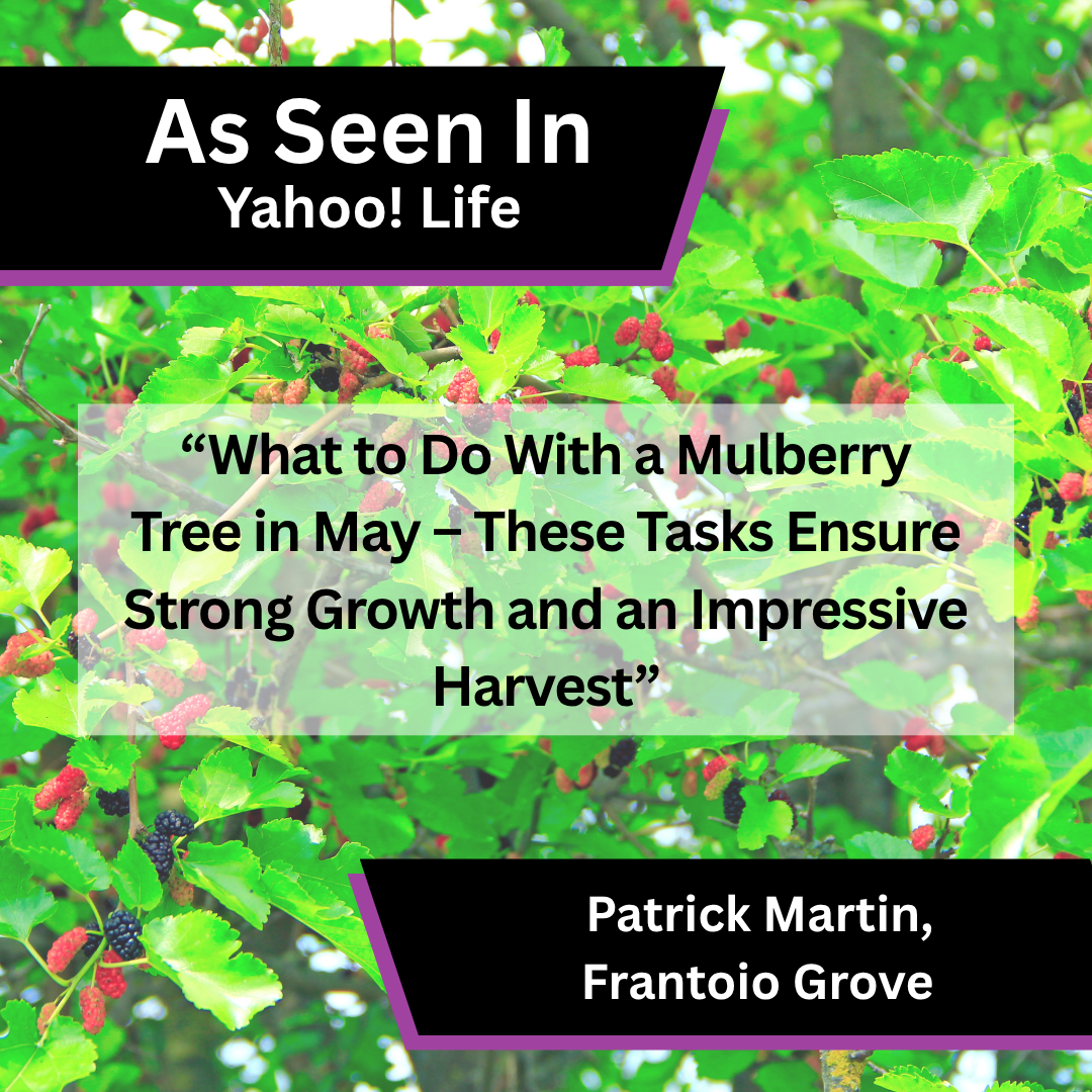 Frantoio Grove, Yahoo! Life - Template 1.png