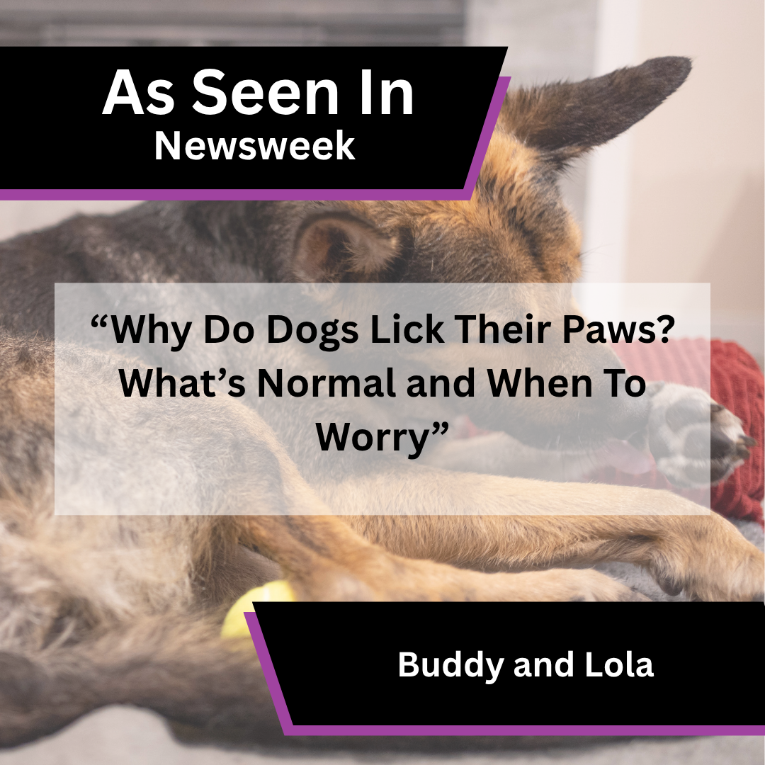 Buddy and Lola in Newsweek coverage about why dogs lick their paws