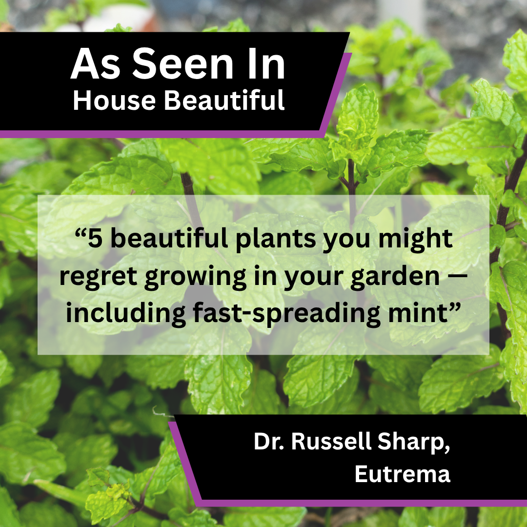 Eutrema media coverage in House Beautiful about 5 beautiful plants you might regret growing in your garden —