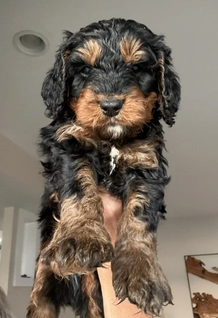 Truffle-Boy - SOLD