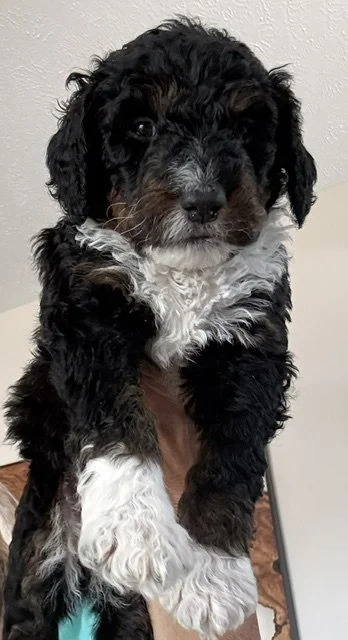oreo1.jpeg