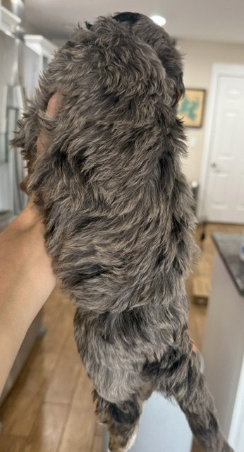 Mousse back.jpeg