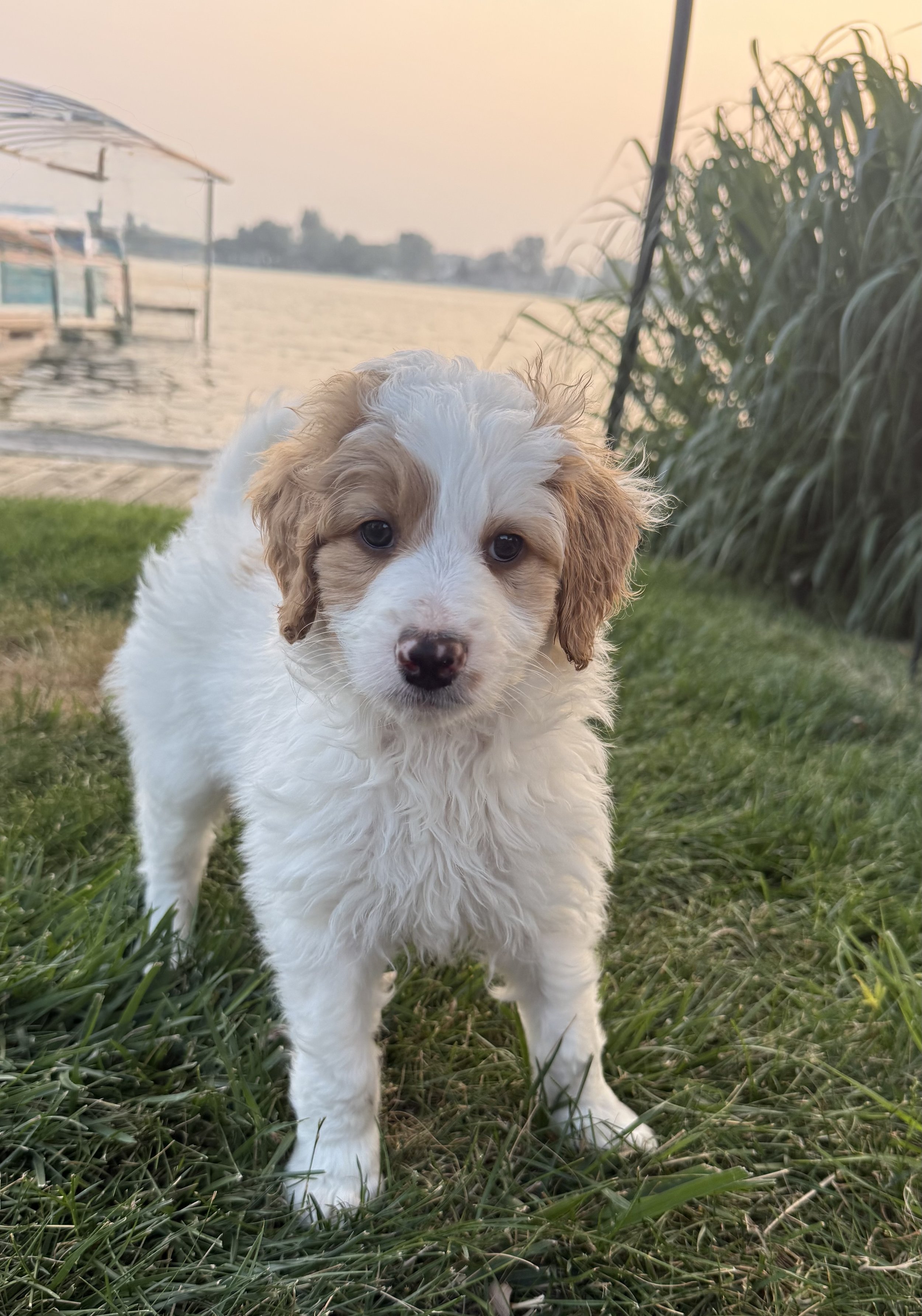 Snickerdoodle-Boy