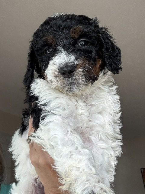 cheesecake4.jpeg