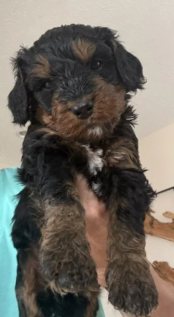 Truffle.jpeg