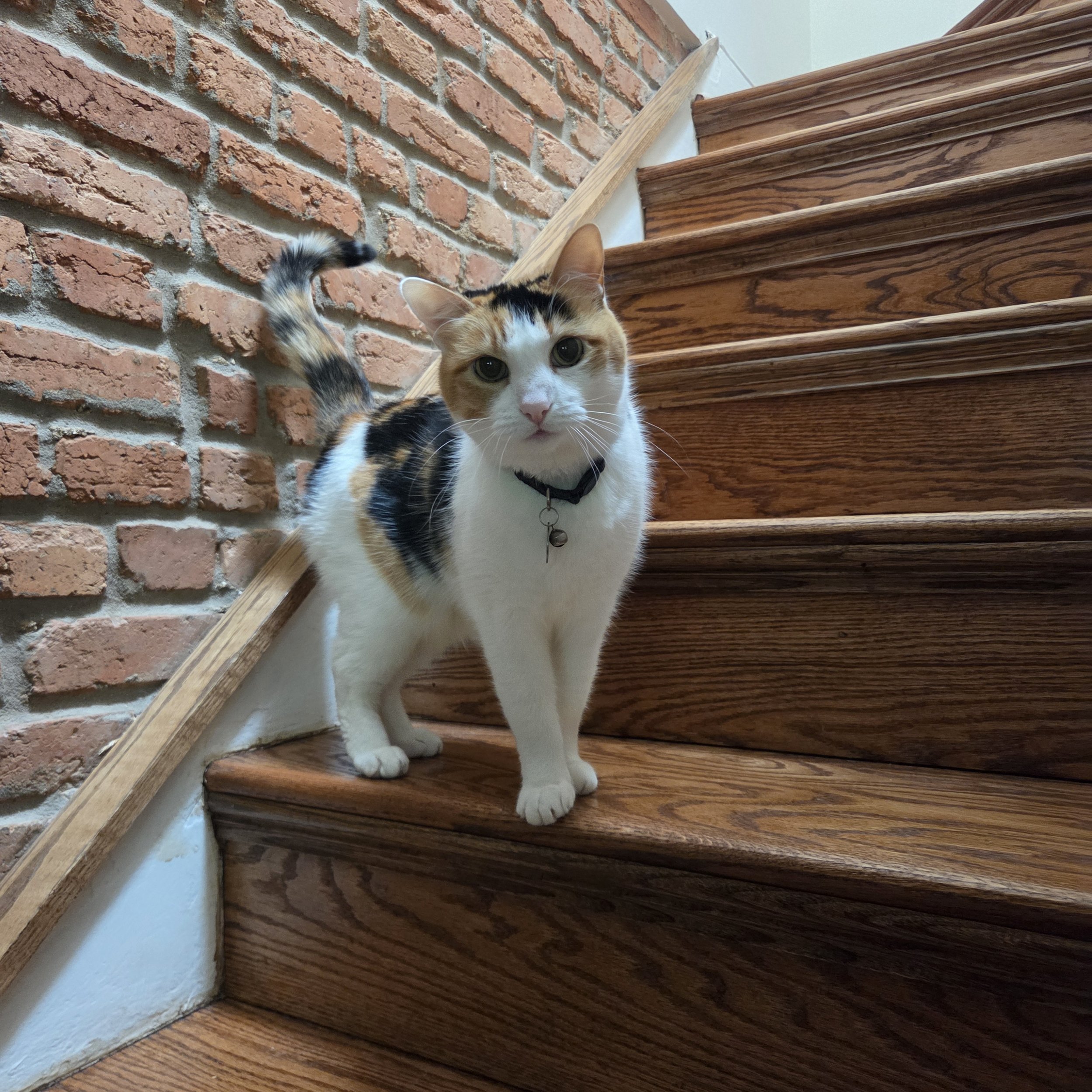 Cat Visits