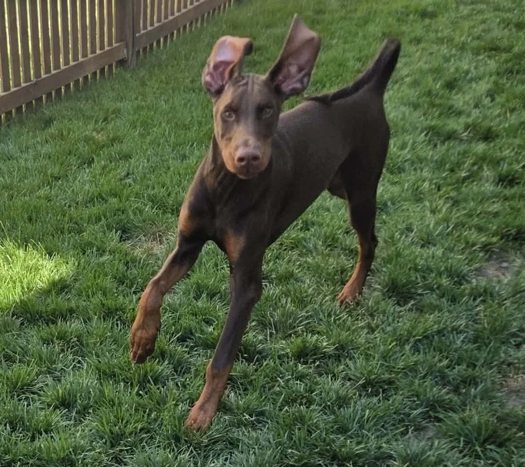 A young brown and black dog with large ears and a focused expression running on a grassy yard with a wooden fence in the background.