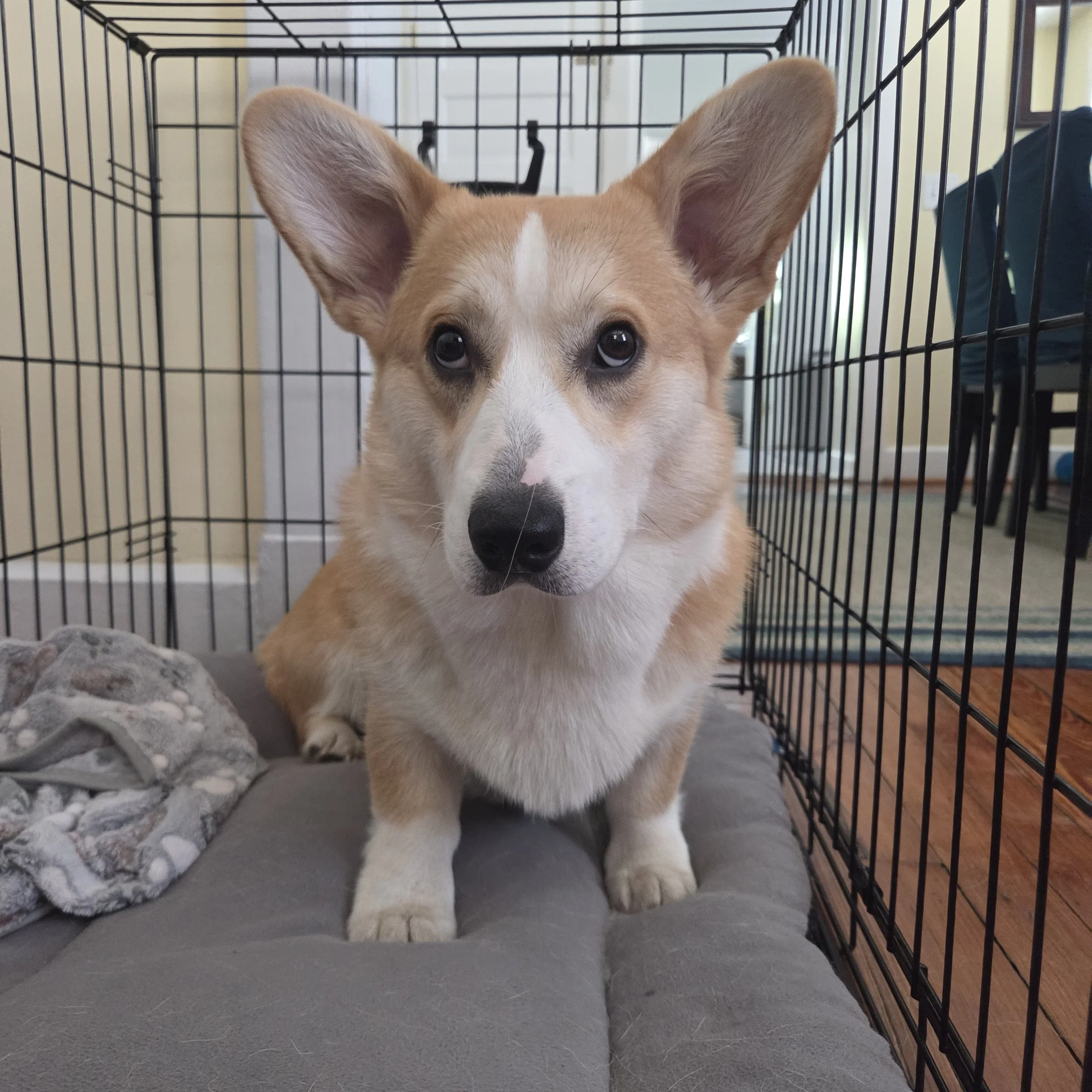 A tan and white dog with large ears sitting inside a black metal crate with a blanket on the floor of the crate.