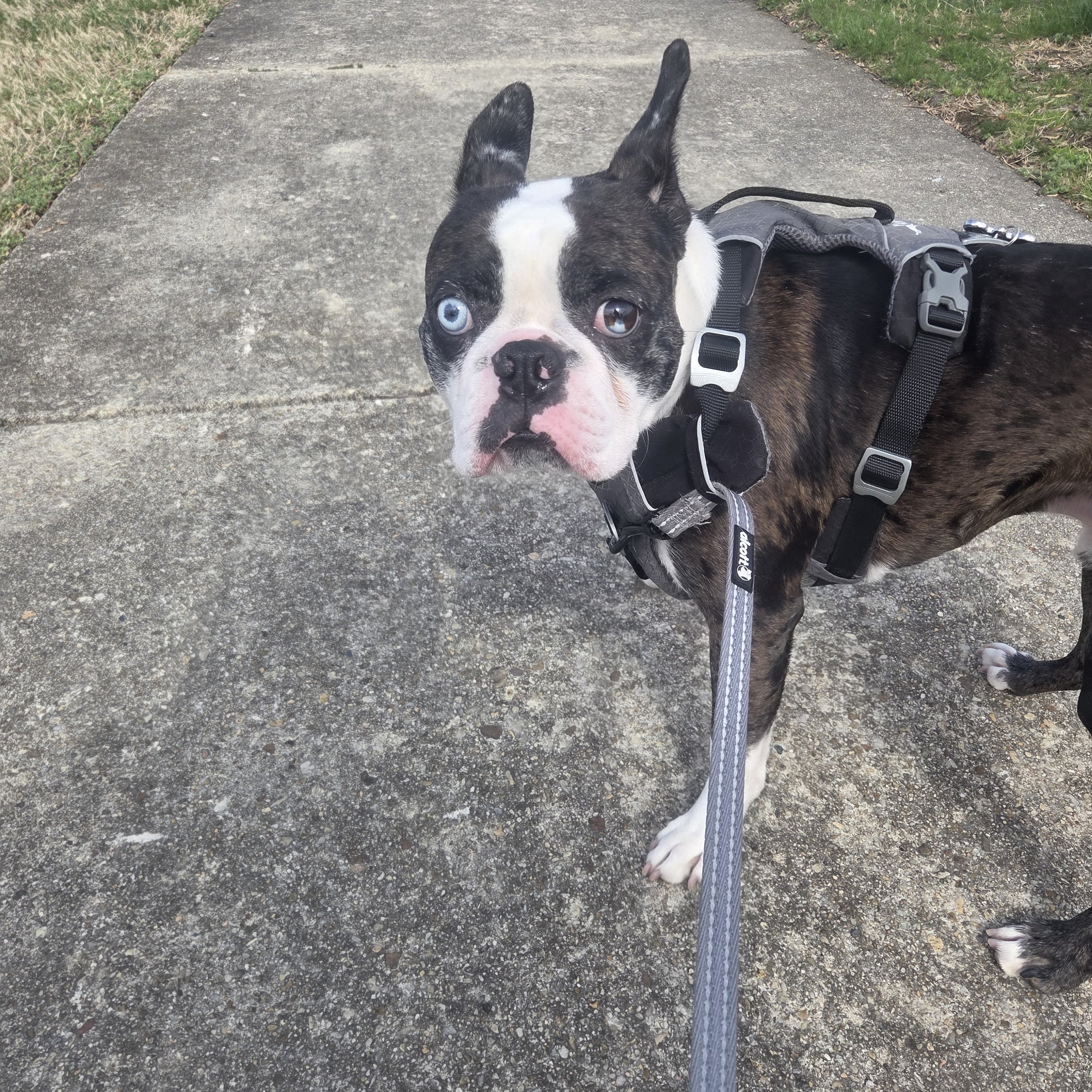 A Boston Terrier dog with one blue eye and one brown eye is on a leash beside a concrete sidewalk with grass on both sides.