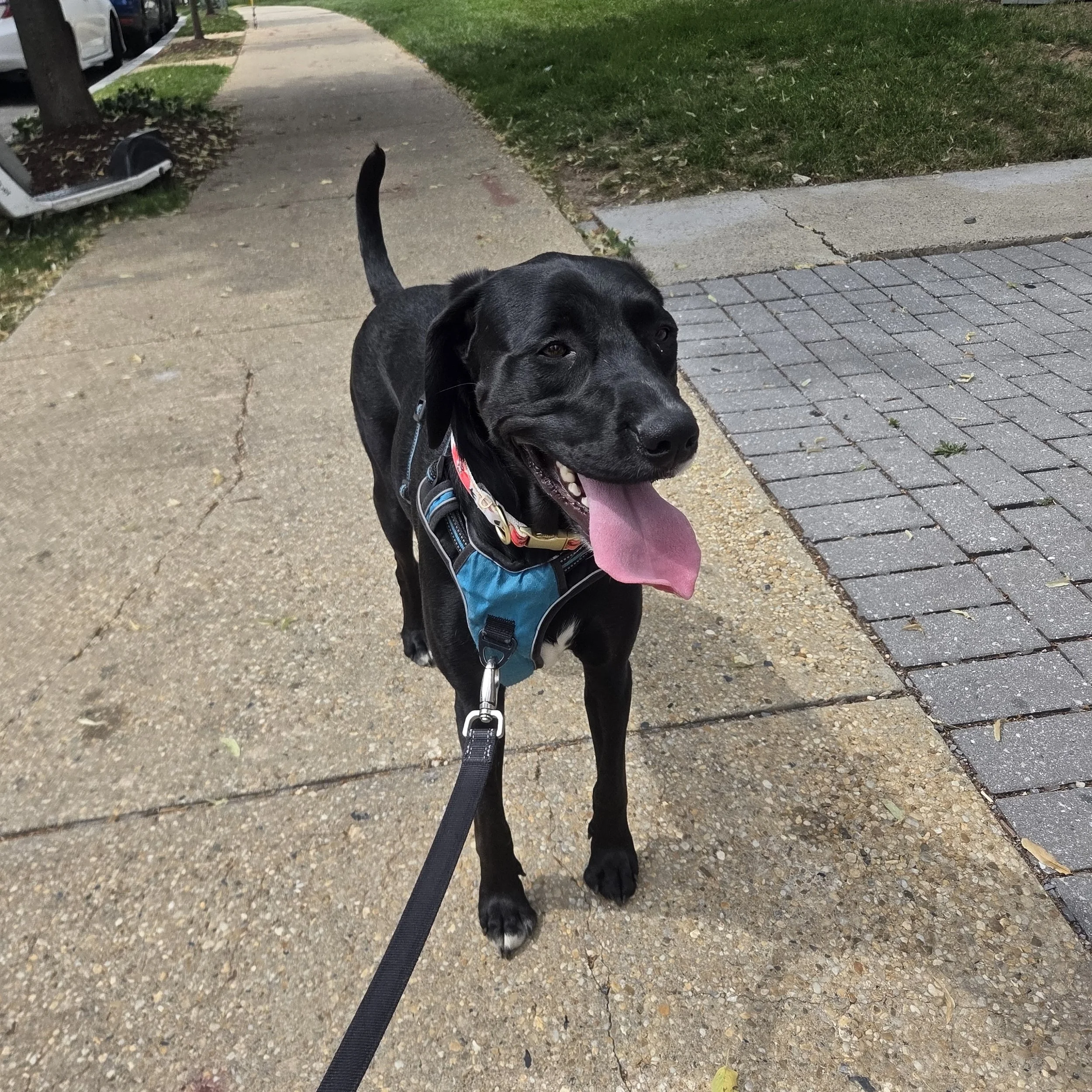 A black dog with a collar and harness standing on a sidewalk, sticking out its tongue, with grass on one side and a row of parked cars on the other side.