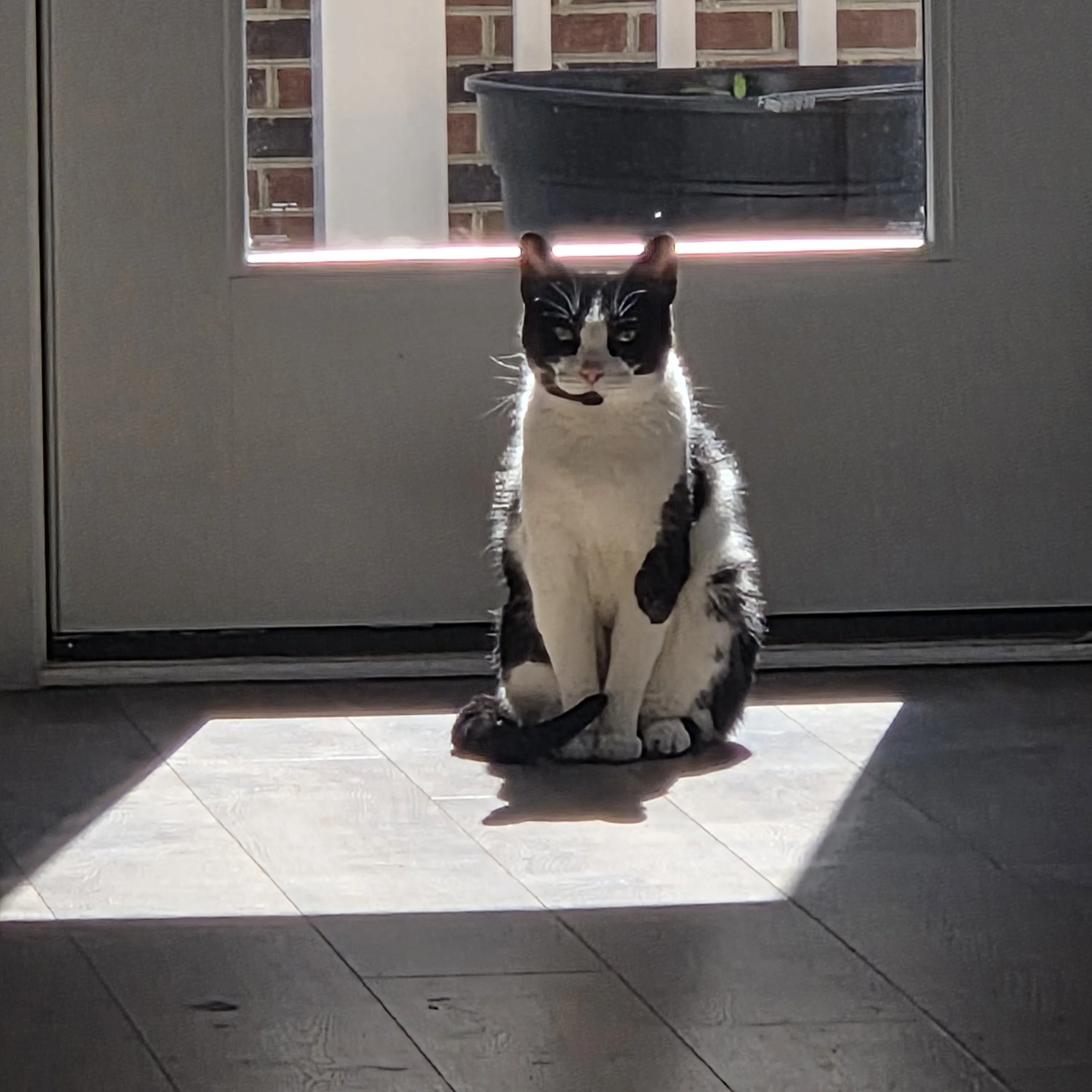A black and white cat sitting on a tile floor inside a house, looking through a glass door or window at a black plastic trash bin outside, framed by the door frame and a white wall.