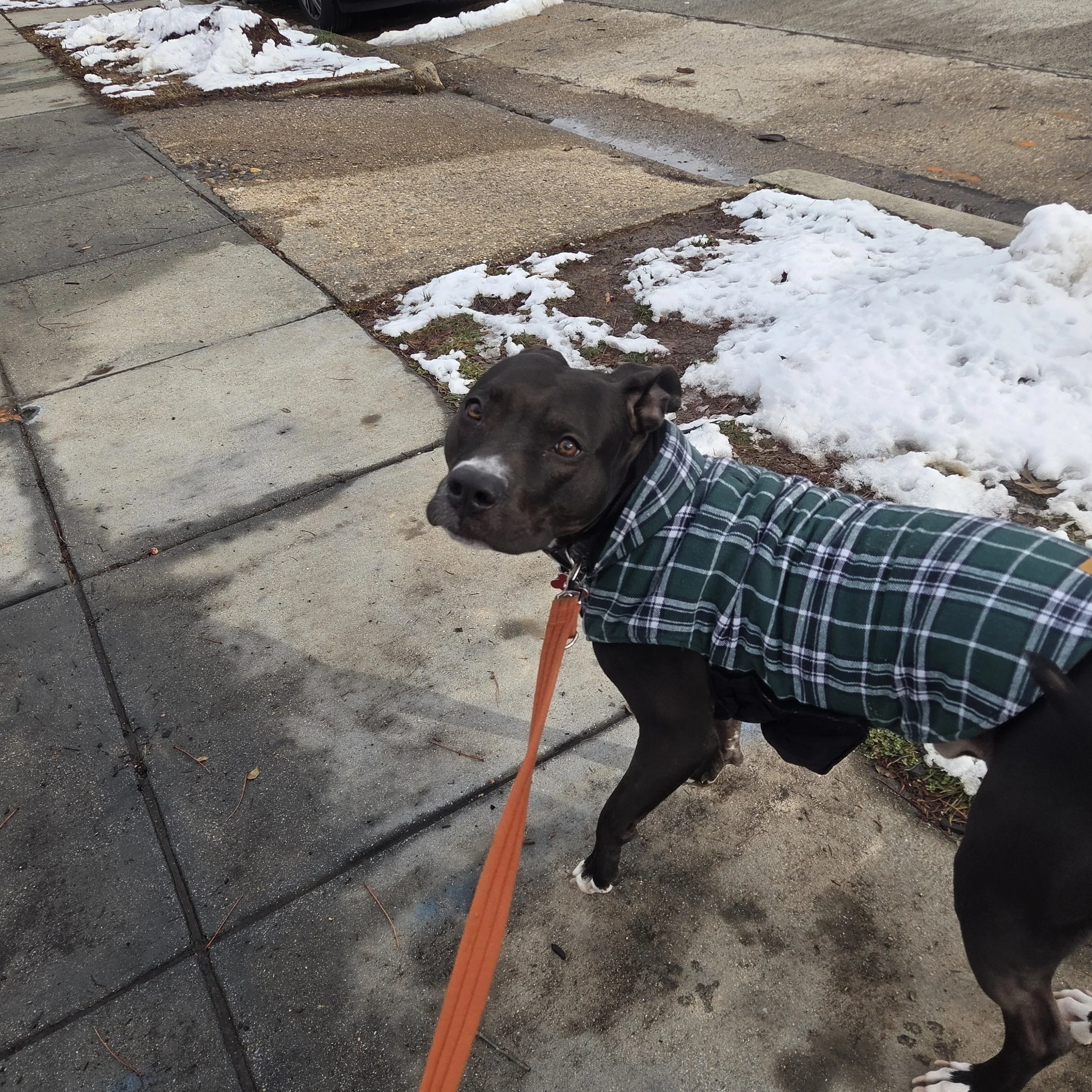 Solo Family Dog Walks