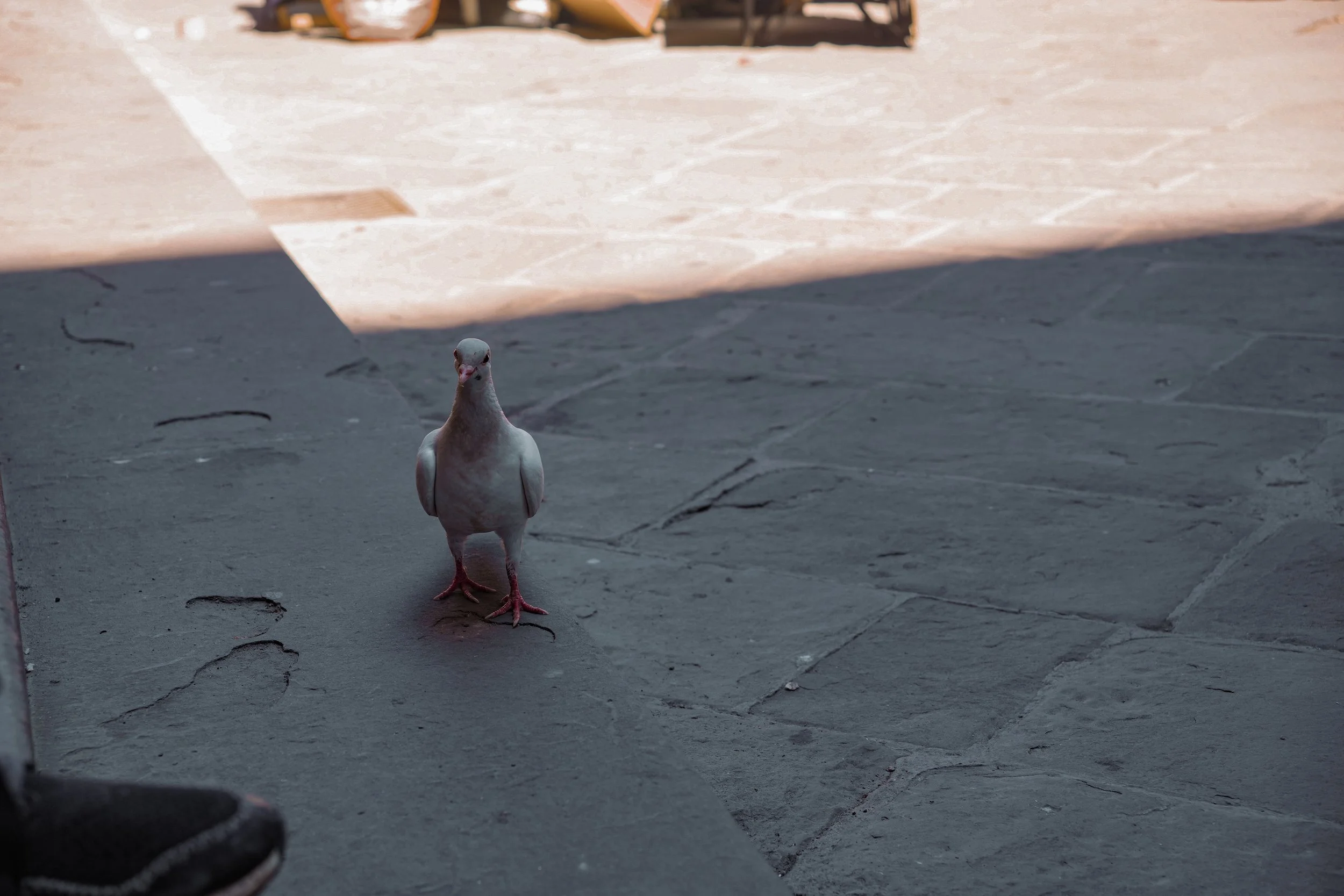 DSC05445.jpg