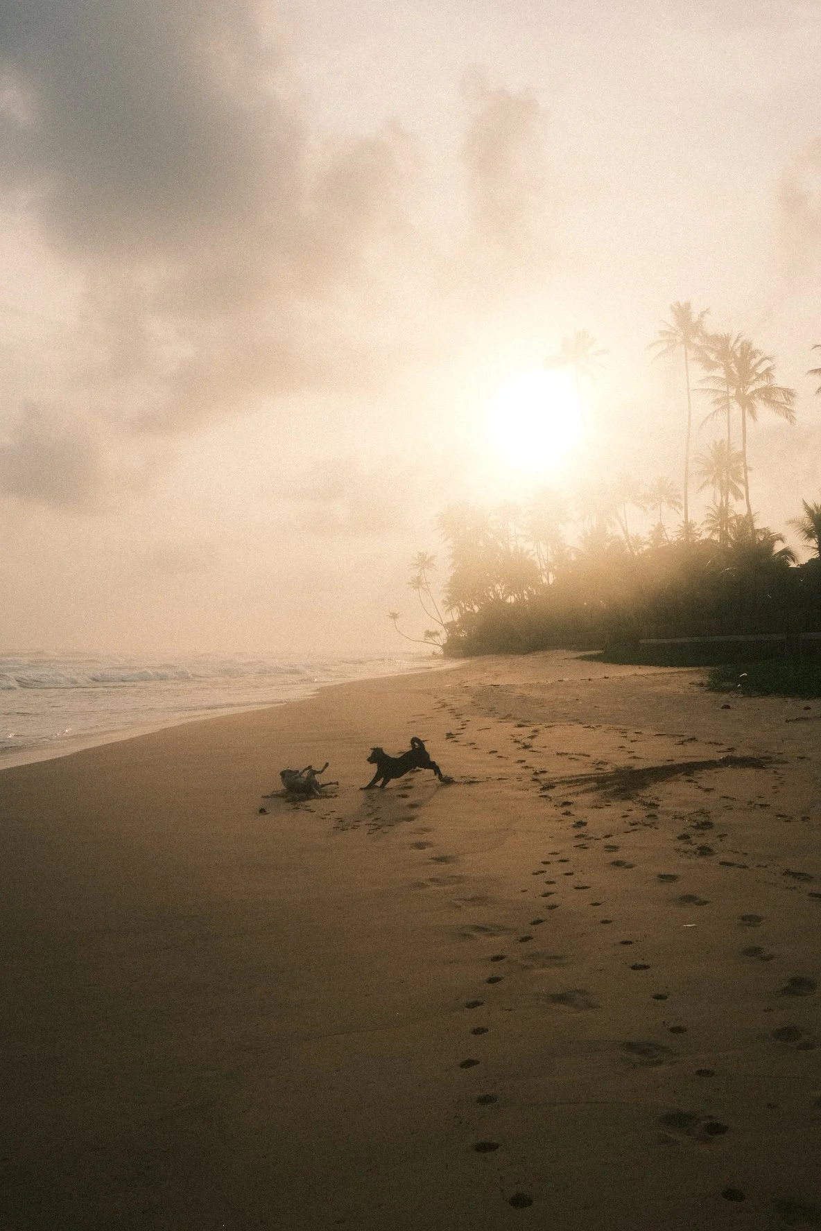 Beach scene during sunrise or sunset with palm trees, two dogs playing on the sand, and footprints leading toward the water, with a hazy sky and calm ocean waves.
