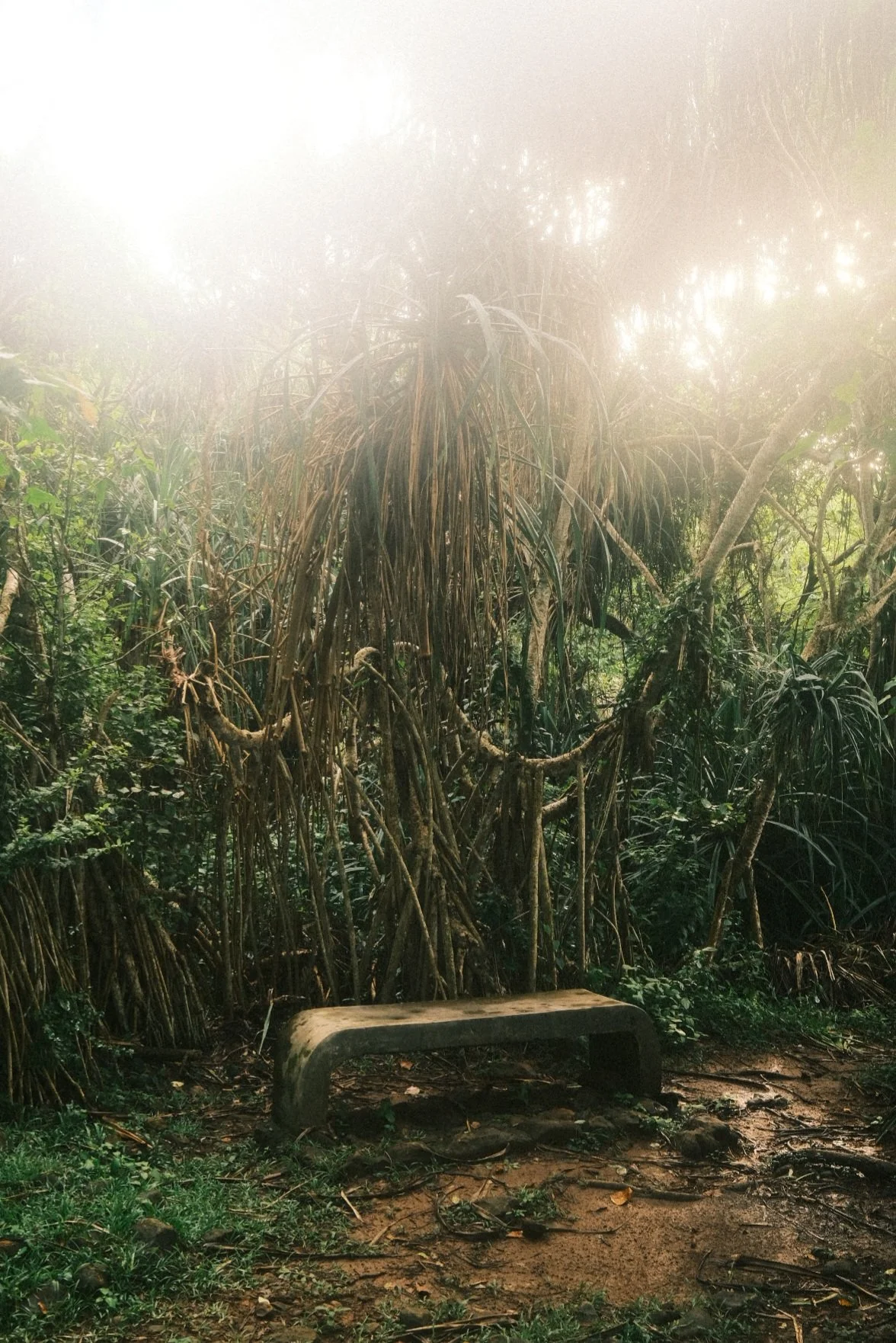 A misty, lush jungle scene with dense greenery and tangled vines, featuring a small stone bench in the foreground.