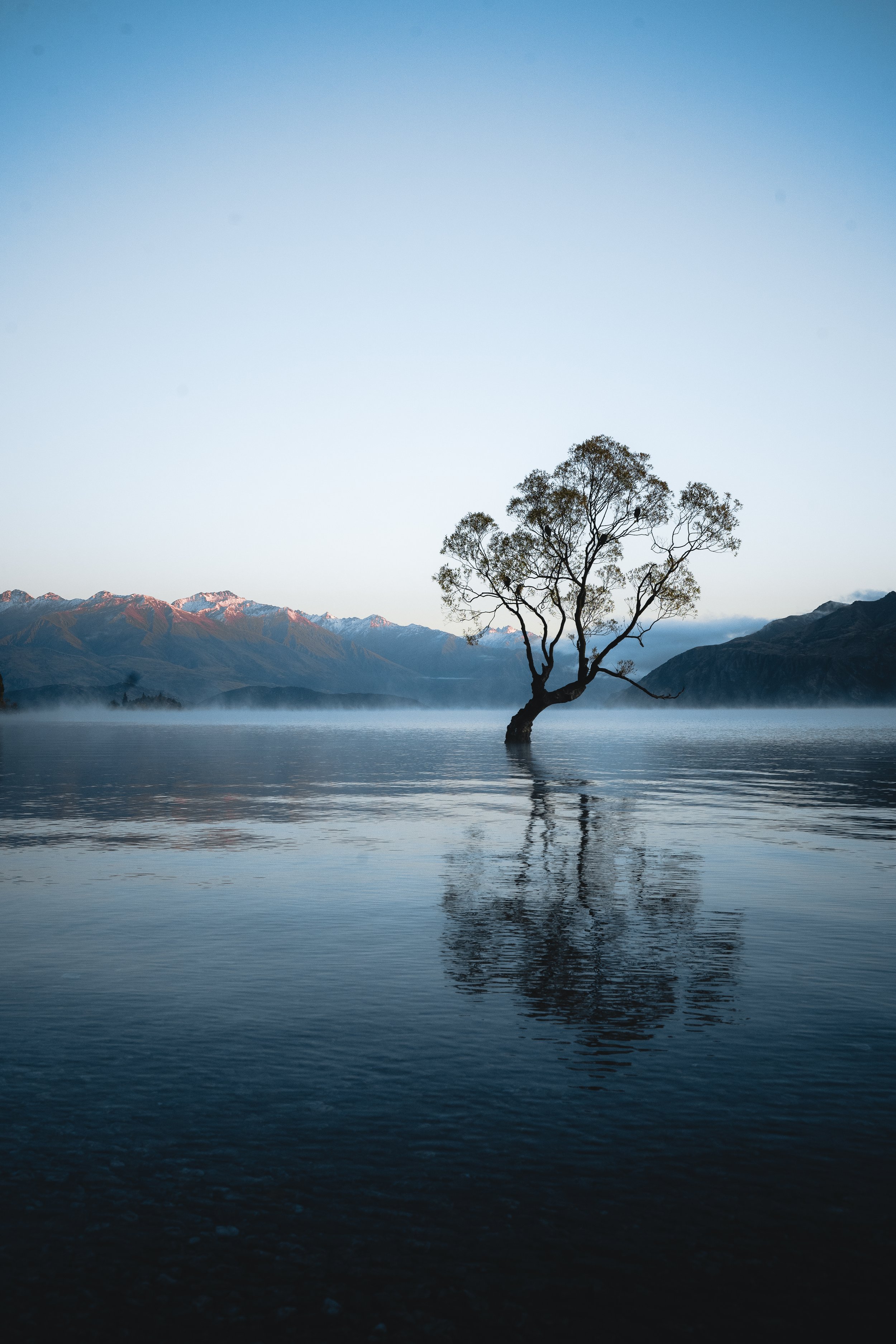 A solitary tree with sparse leaves growing out of a calm body of water, with mist rising from the surface. In the background, there are snow-capped mountains under a clear sky.