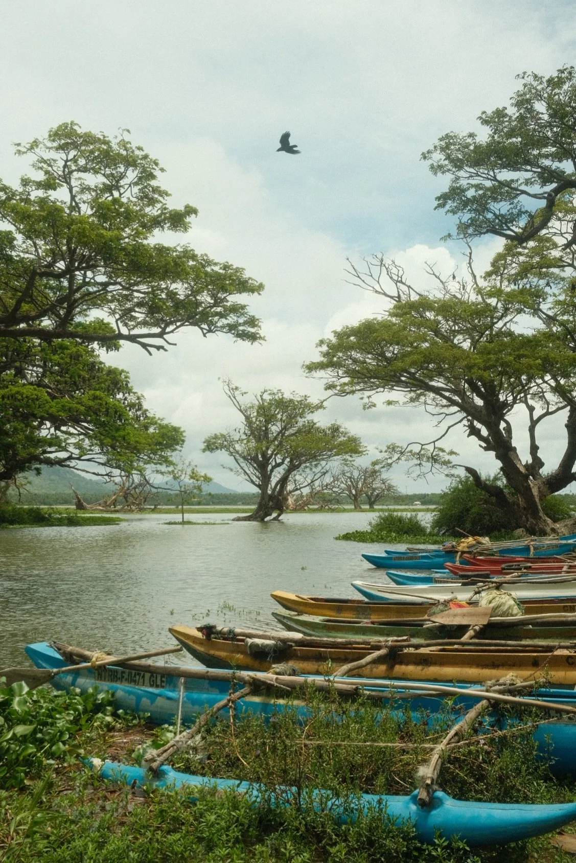 A serene river scene with several colorful kayaks lined up along the shore, surrounded by large, sprawling trees with green foliage, and a bird flying in the cloudy sky.