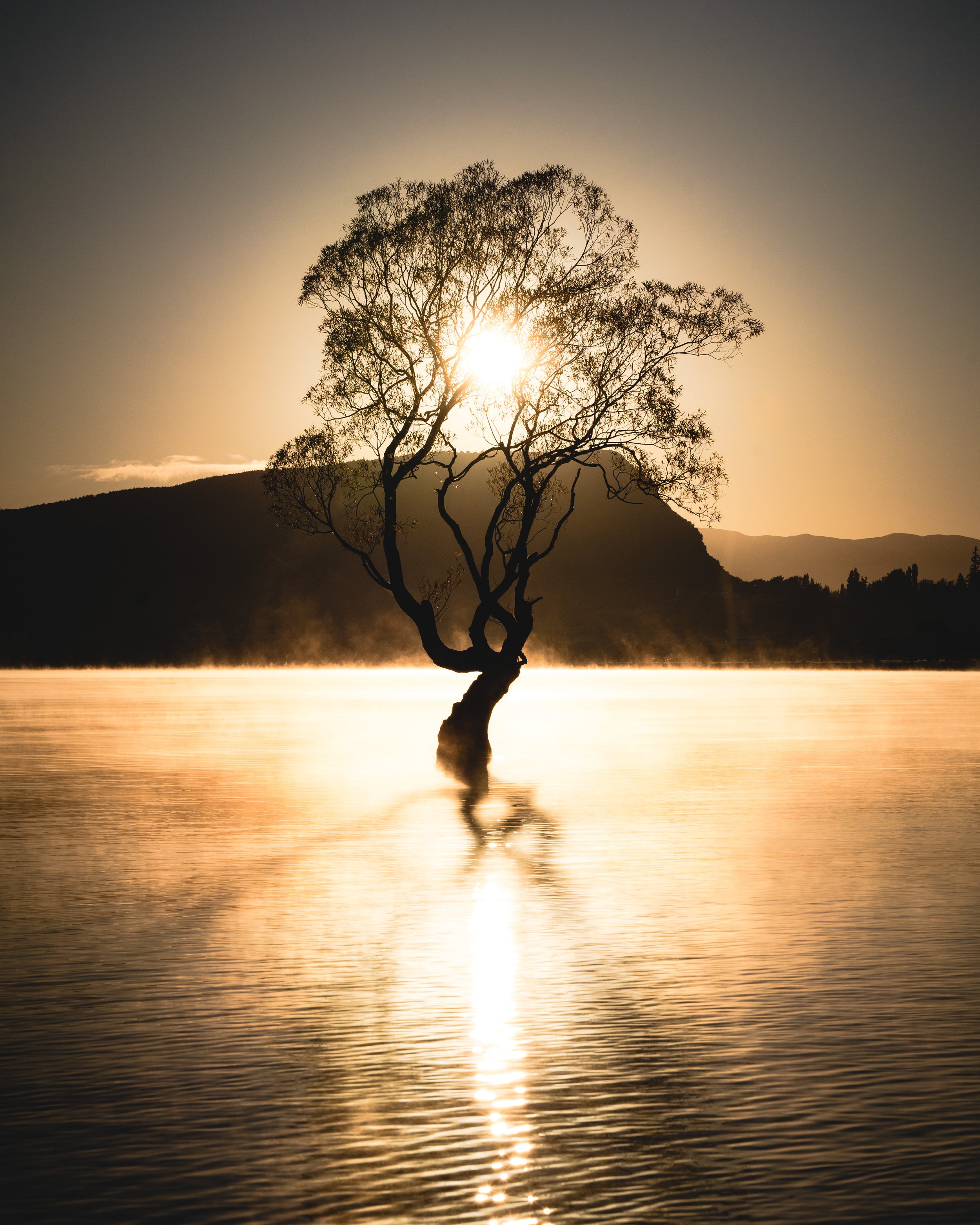A solitary tree stands in the middle of a body of water at sunset, with its branches silhouetted against the glowing sky.