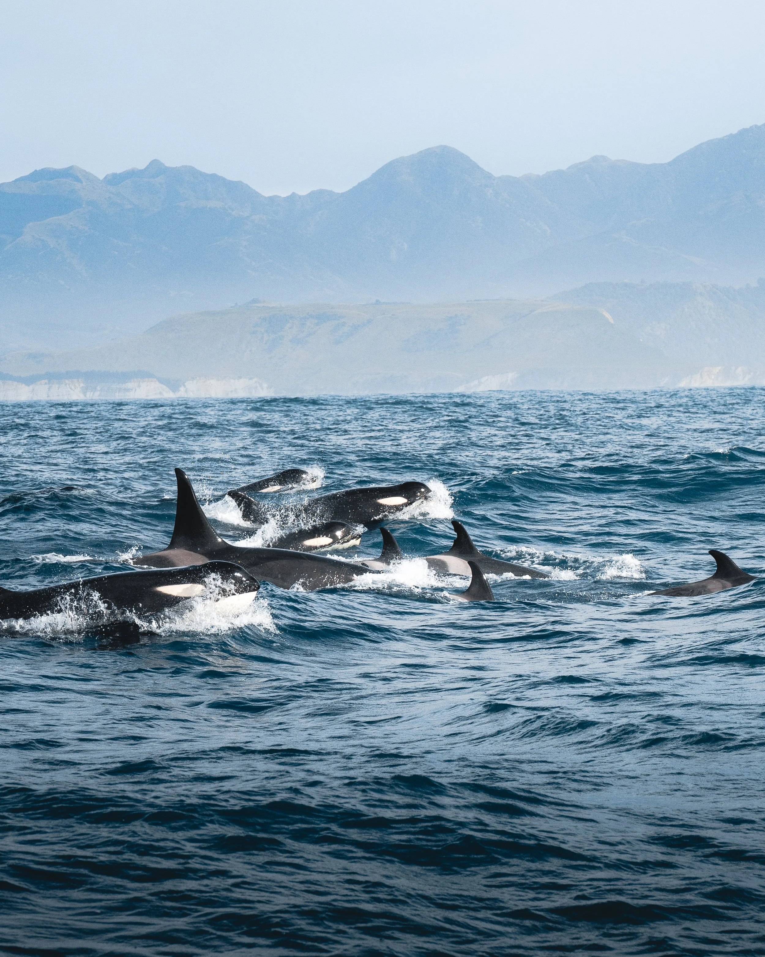 A group of orcas swimming in the ocean with mountain range in the background.