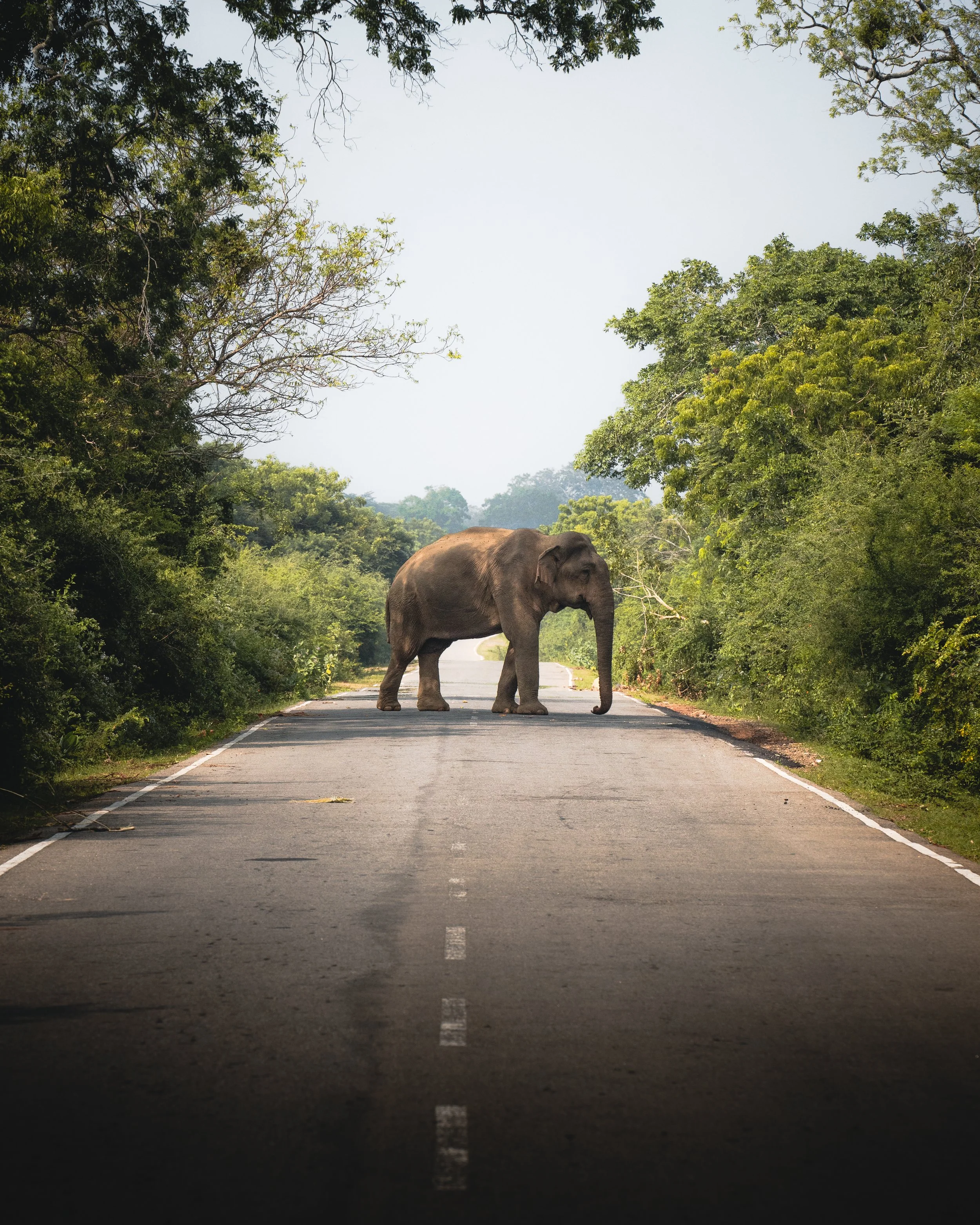 An elephant walking on a road surrounded by dense green trees, with the sky visible above.