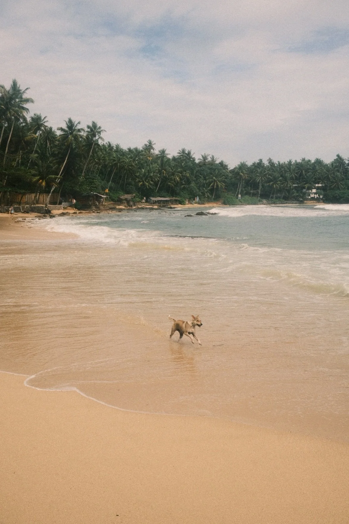 A dog playing in the shallow water at the beach with a backdrop of green palm trees and small huts along the shoreline.